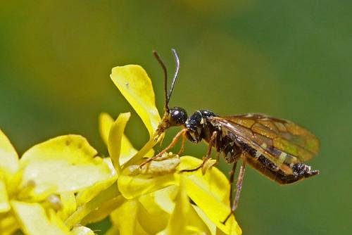 Cephus pygmaeus